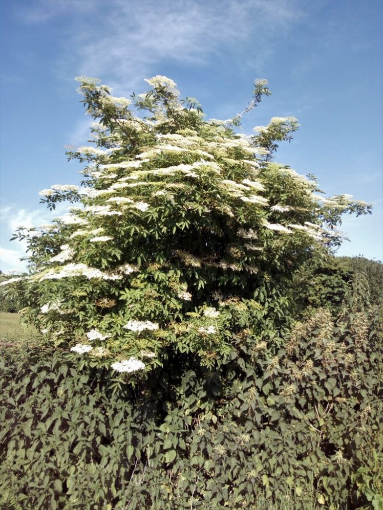 Tree plated with elderflower